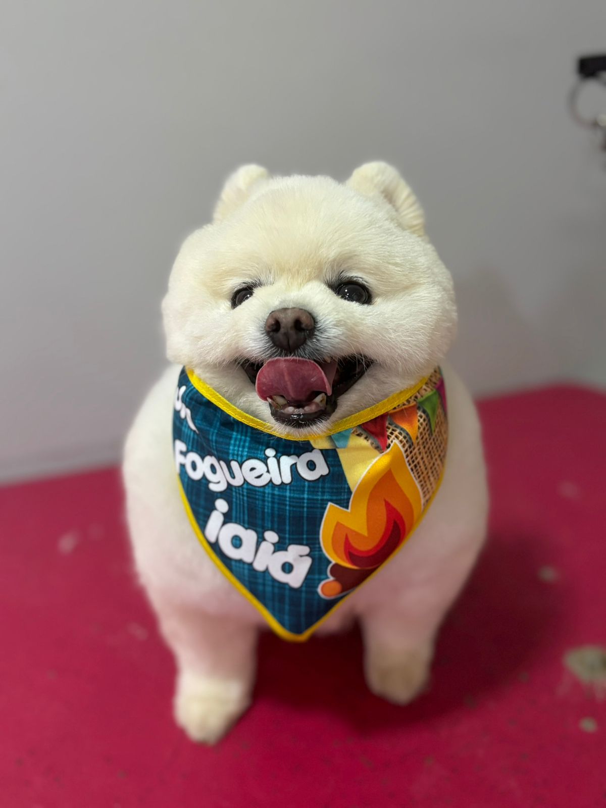 Cachorro feliz após o banho e tosa