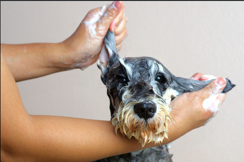 Hidratação de pelo de pet