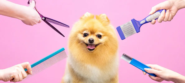 Cachorro com penteado estiloso